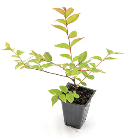 Dwarf Pink Crepe Myrtle Tree | Live Sapling in 2.5 Inch Nursery Cube | Lagerstroemia indica
