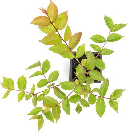 Dwarf Pink Crepe Myrtle Tree | Live Sapling in 2.5 Inch Nursery Cube | Lagerstroemia indica