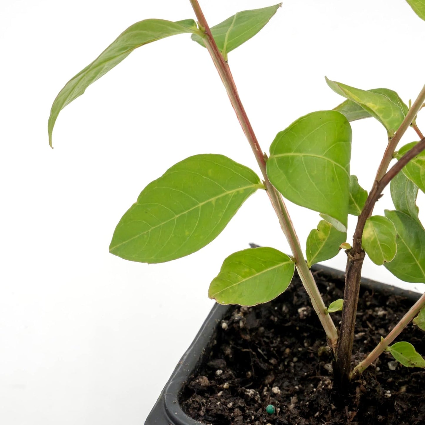 Dwarf Pink Crepe Myrtle Tree | Live Sapling in 2.5 Inch Nursery Cube | Lagerstroemia indica