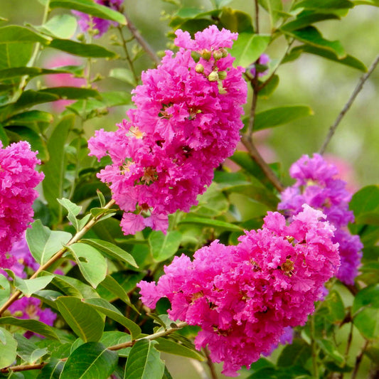 Dwarf Pink Crepe Myrtle Tree | Live Sapling in 2.5 Inch Nursery Cube | Lagerstroemia indica