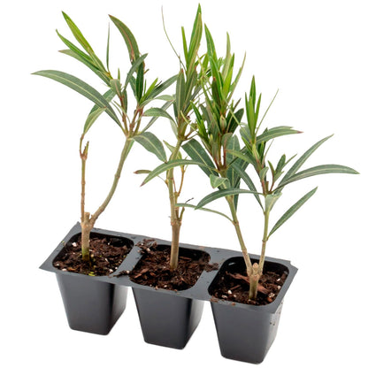 Dwarf Red Oleander | Live Plant in 2.5 Inch Nursery Cube | Nerium Oleander 'Dwarf Red'