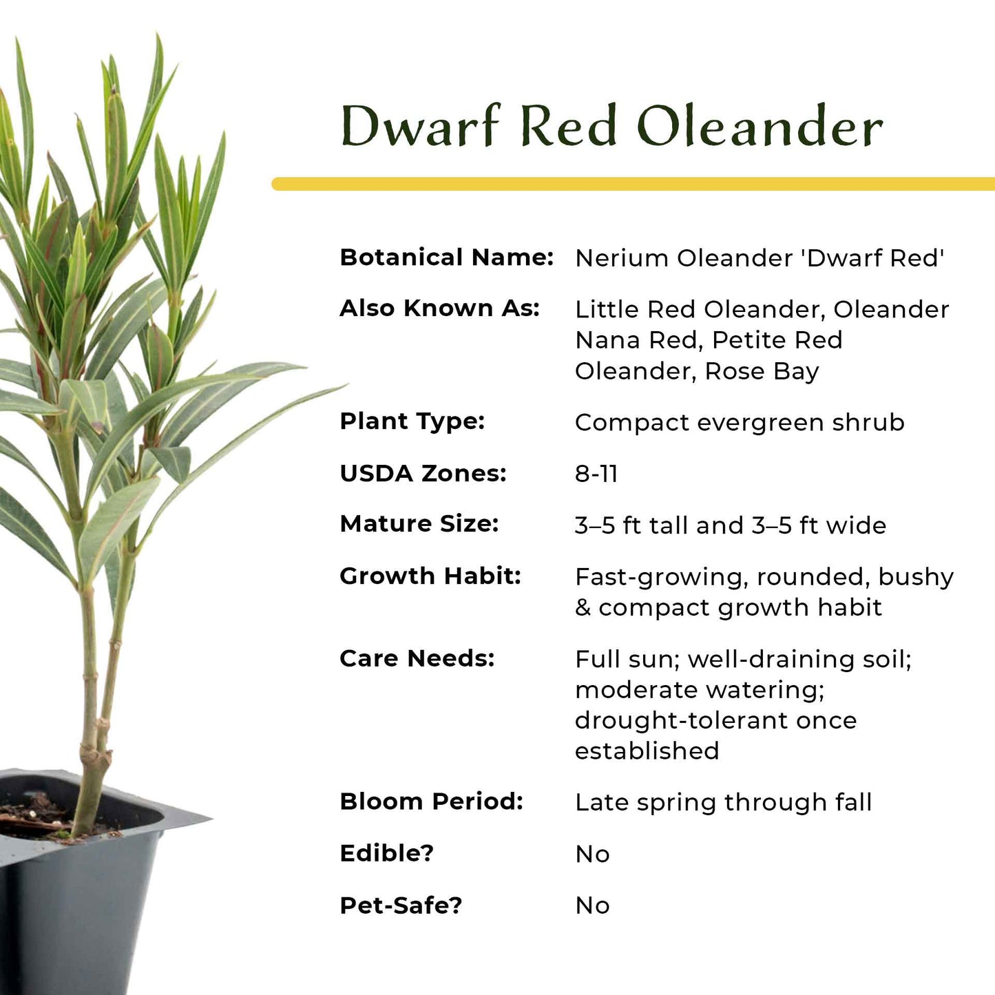 Dwarf Red Oleander in 2.5” Nursery Cubes (Nerium Oleander 'Dwarf Red') | Compact Evergreen Flowering Live Shrub for Borders, Hedges & Pots