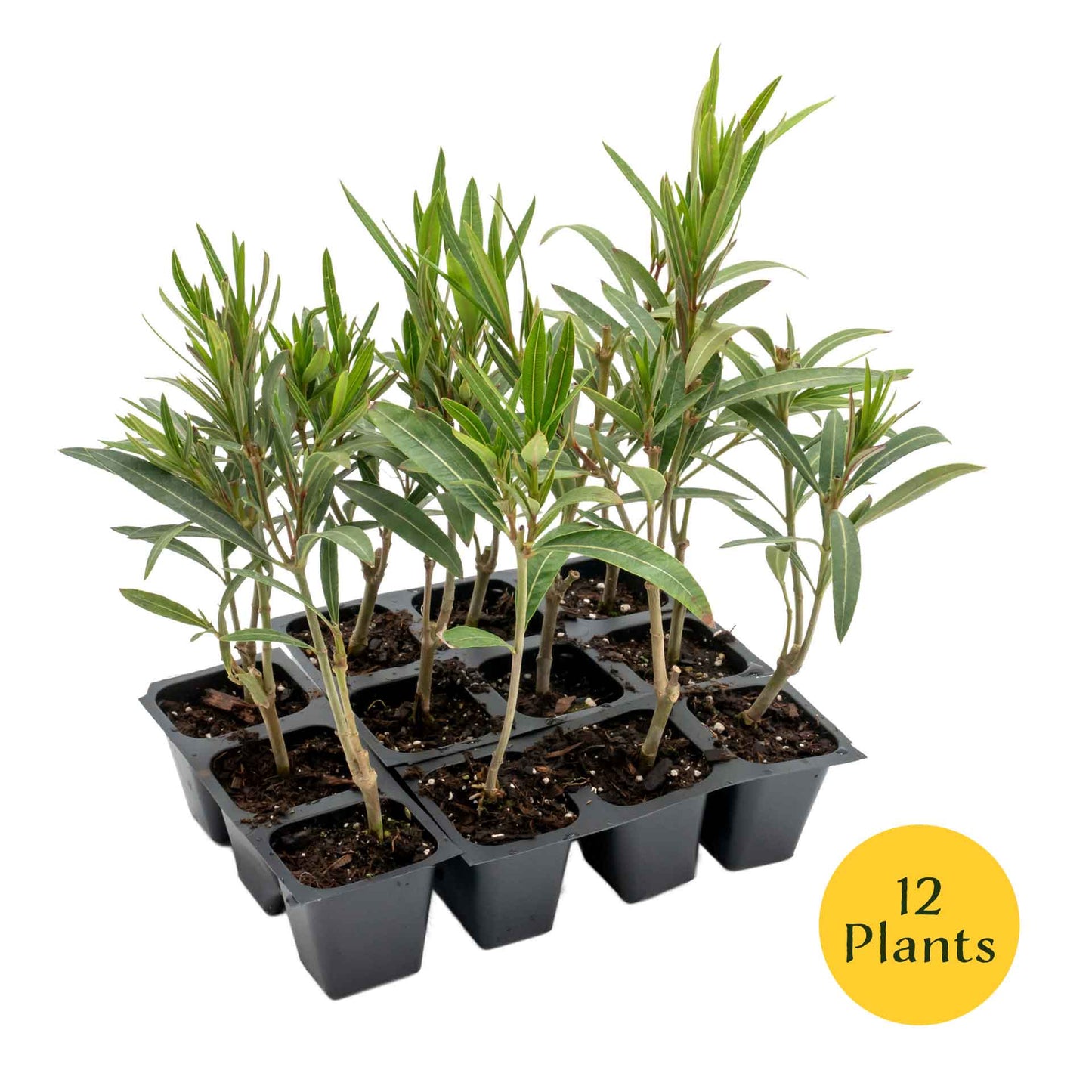 Dwarf Red Oleander in 2.5” Nursery Cubes (Nerium Oleander 'Dwarf Red') | Compact Evergreen Flowering Live Shrub for Borders, Hedges & Pots