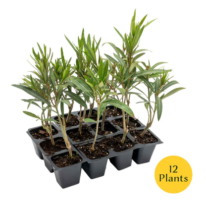 Dwarf Red Oleander in 2.5” Nursery Cubes (Nerium Oleander 'Dwarf Red') | Compact Evergreen Flowering Live Shrub for Borders, Hedges & Pots
