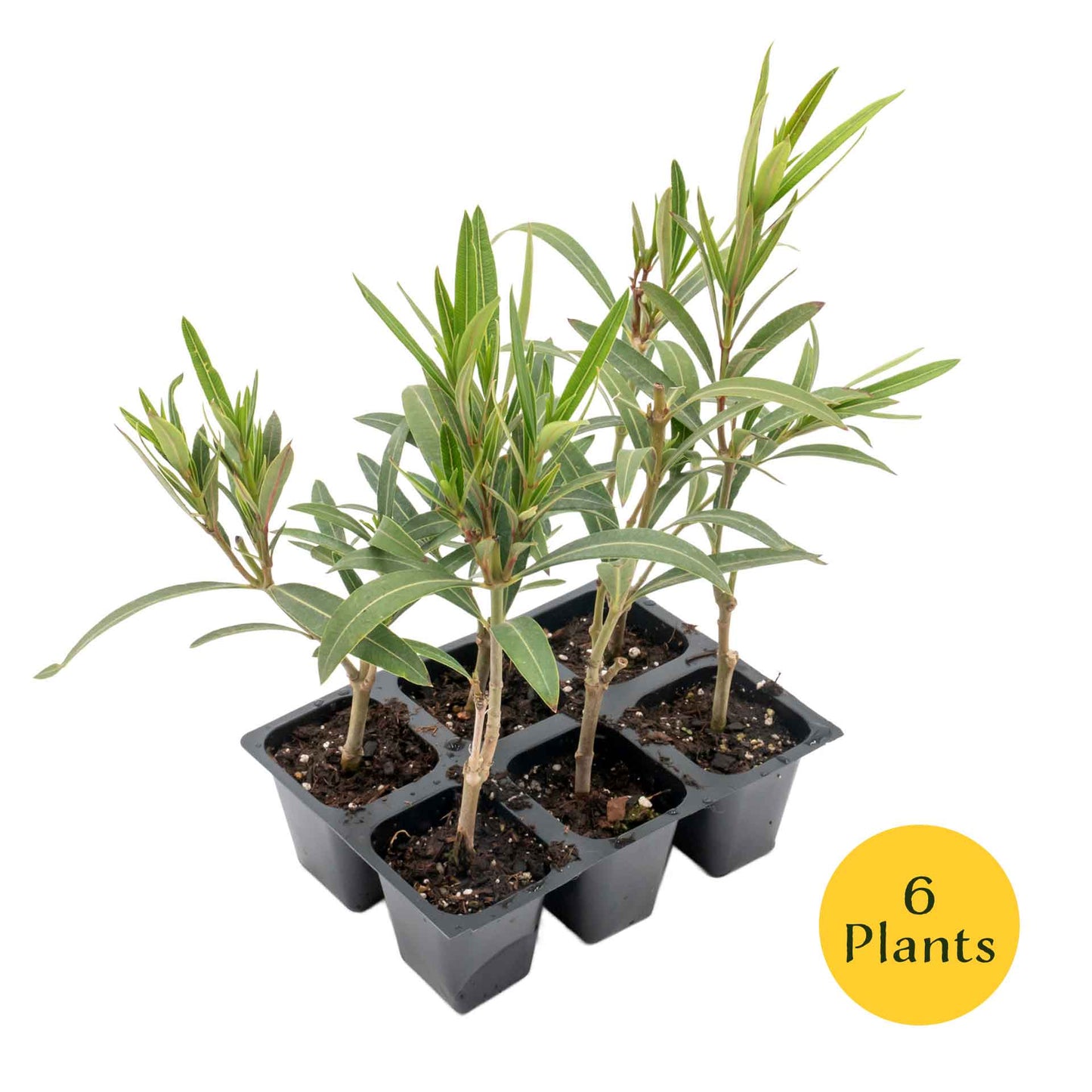 Dwarf Red Oleander in 2.5” Nursery Cubes (Nerium Oleander 'Dwarf Red') | Compact Evergreen Flowering Live Shrub for Borders, Hedges & Pots