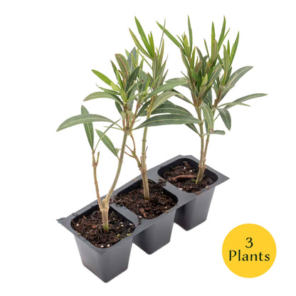 Dwarf Red Oleander in 2.5” Nursery Cubes (Nerium Oleander 'Dwarf Red') | Compact Evergreen Flowering Live Shrub for Borders, Hedges & Pots