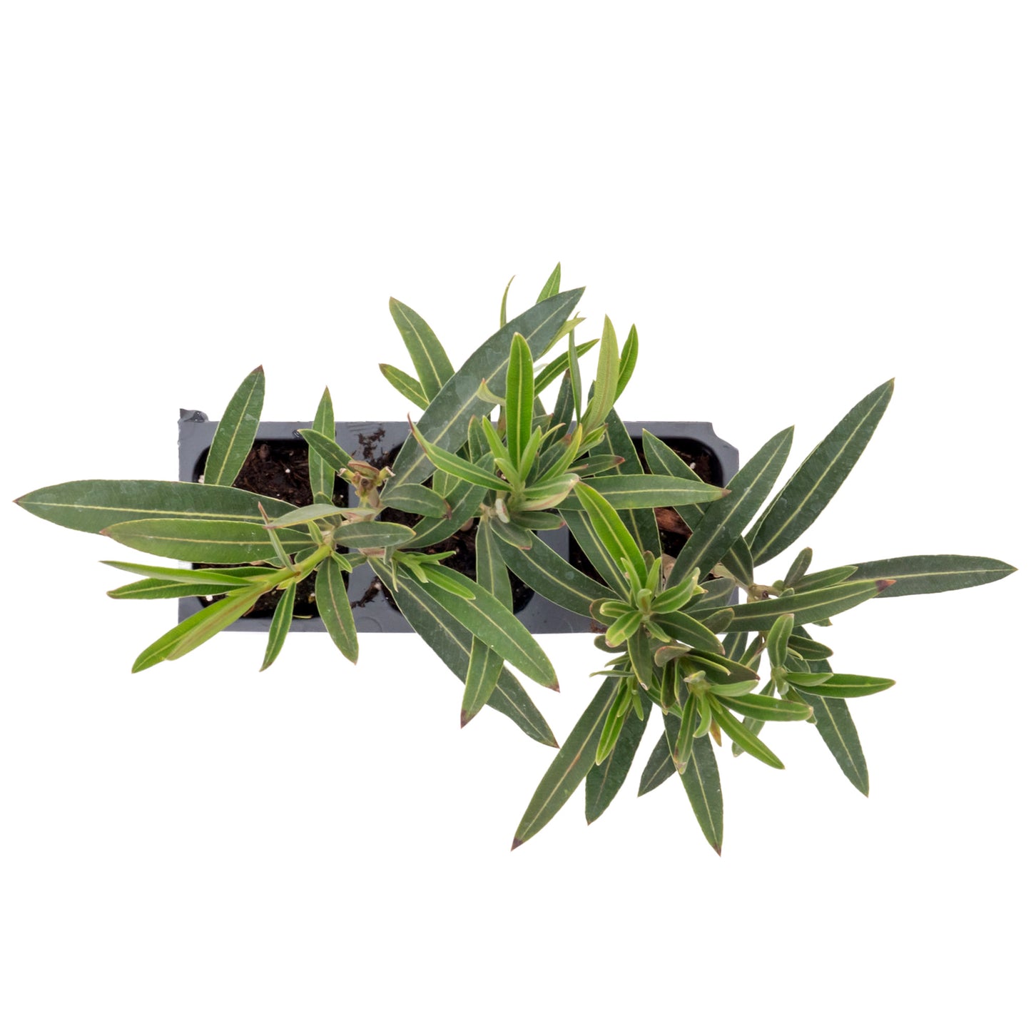 Dwarf Red Oleander | Live Plant in 2.5 Inch Nursery Cube | Nerium Oleander 'Dwarf Red'