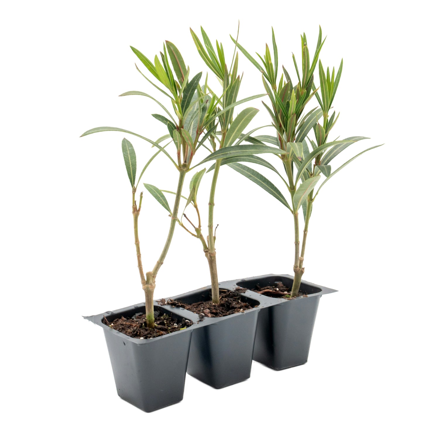 Dwarf Red Oleander in 2.5” Nursery Cubes (Nerium Oleander 'Dwarf Red') | Compact Evergreen Flowering Live Shrub for Borders, Hedges & Pots