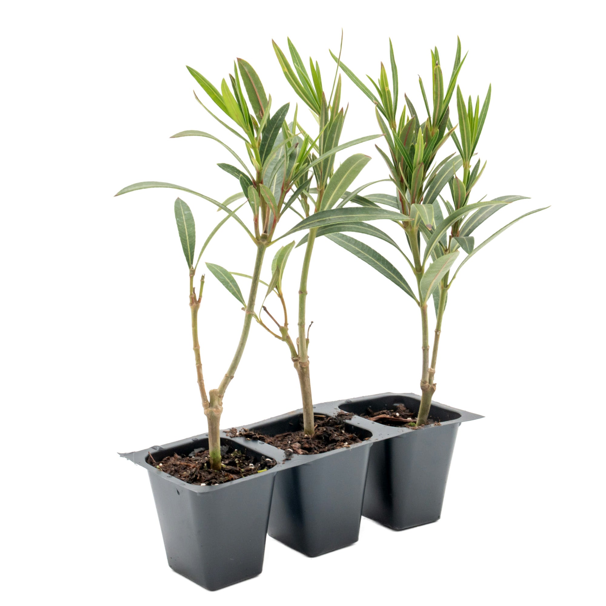 Dwarf Red Oleander in 2.5” Nursery Cubes (Nerium Oleander 'Dwarf Red') | Compact Evergreen Flowering Live Shrub for Borders, Hedges & Pots
