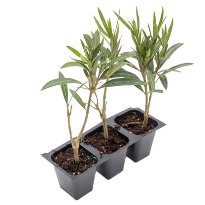 Dwarf Red Oleander | Live Plant in 2.5 Inch Nursery Cube | Nerium Oleander 'Dwarf Red'