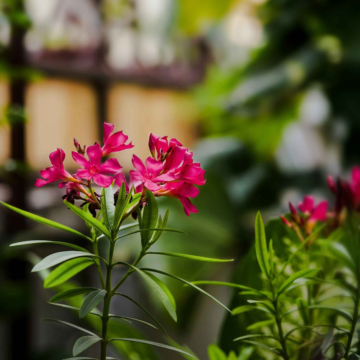 Dwarf Red Oleander in 2.5” Nursery Cubes (Nerium Oleander 'Dwarf Red') | Compact Evergreen Flowering Live Shrub for Borders, Hedges & Pots