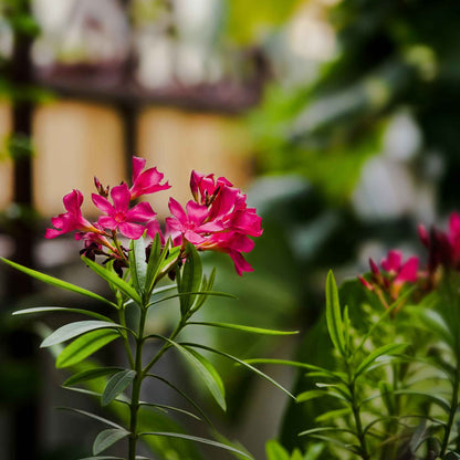 Dwarf Red Oleander in 2.5” Nursery Cubes (Nerium Oleander 'Dwarf Red') | Compact Evergreen Flowering Live Shrub for Borders, Hedges & Pots