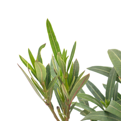 Dwarf Red Oleander in 2.5” Nursery Cubes (Nerium Oleander 'Dwarf Red') | Compact Evergreen Flowering Live Shrub for Borders, Hedges & Pots