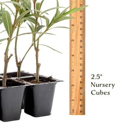 Dwarf Red Oleander in 2.5” Nursery Cubes (Nerium Oleander 'Dwarf Red') | Compact Evergreen Flowering Live Shrub for Borders, Hedges & Pots
