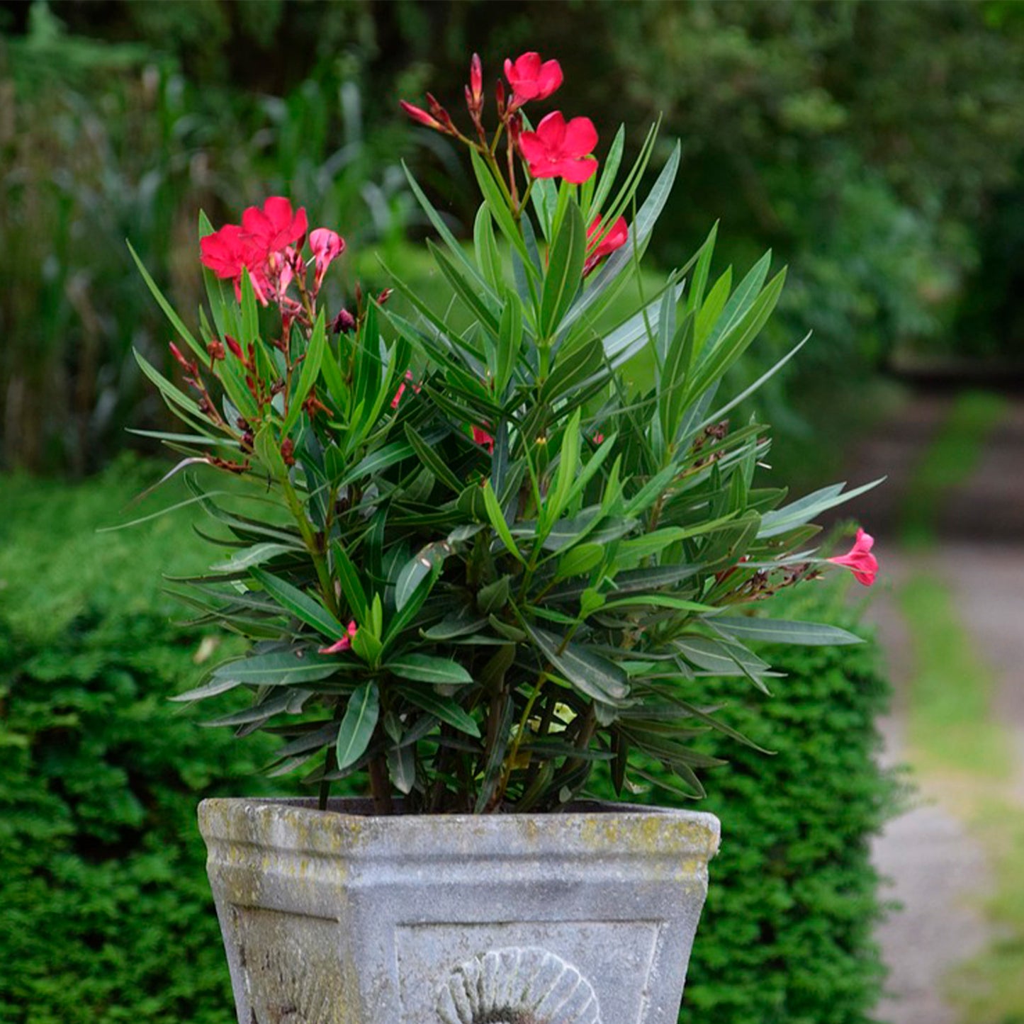 Dwarf Red Oleander | Live Plant in 2.5 Inch Nursery Cube | Nerium Oleander 'Dwarf Red'