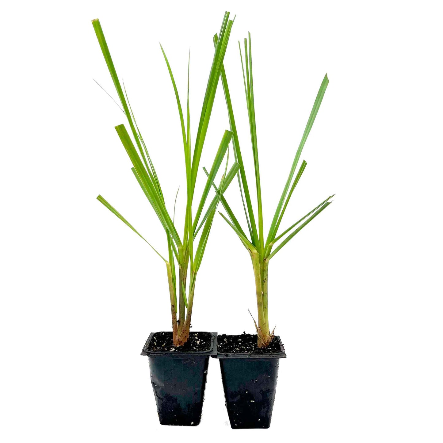 Dwarf White Pampas Grass (Cortaderia selloana ‘Pumila’) in 3.5" Nursery Cubes
