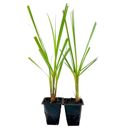 Dwarf White Pampas Grass (Cortaderia selloana ‘Pumila’) in 3.5" Nursery Cubes