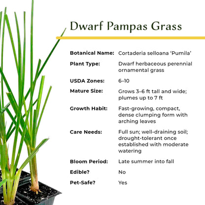 Dwarf White Pampas Grass (Cortaderia selloana ‘Pumila’) in 3.5" Nursery Cubes