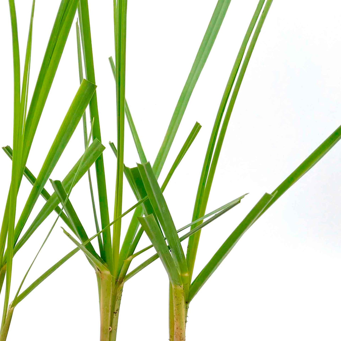 Dwarf White Pampas Grass (Cortaderia selloana ‘Pumila’) in 3.5" Nursery Cubes