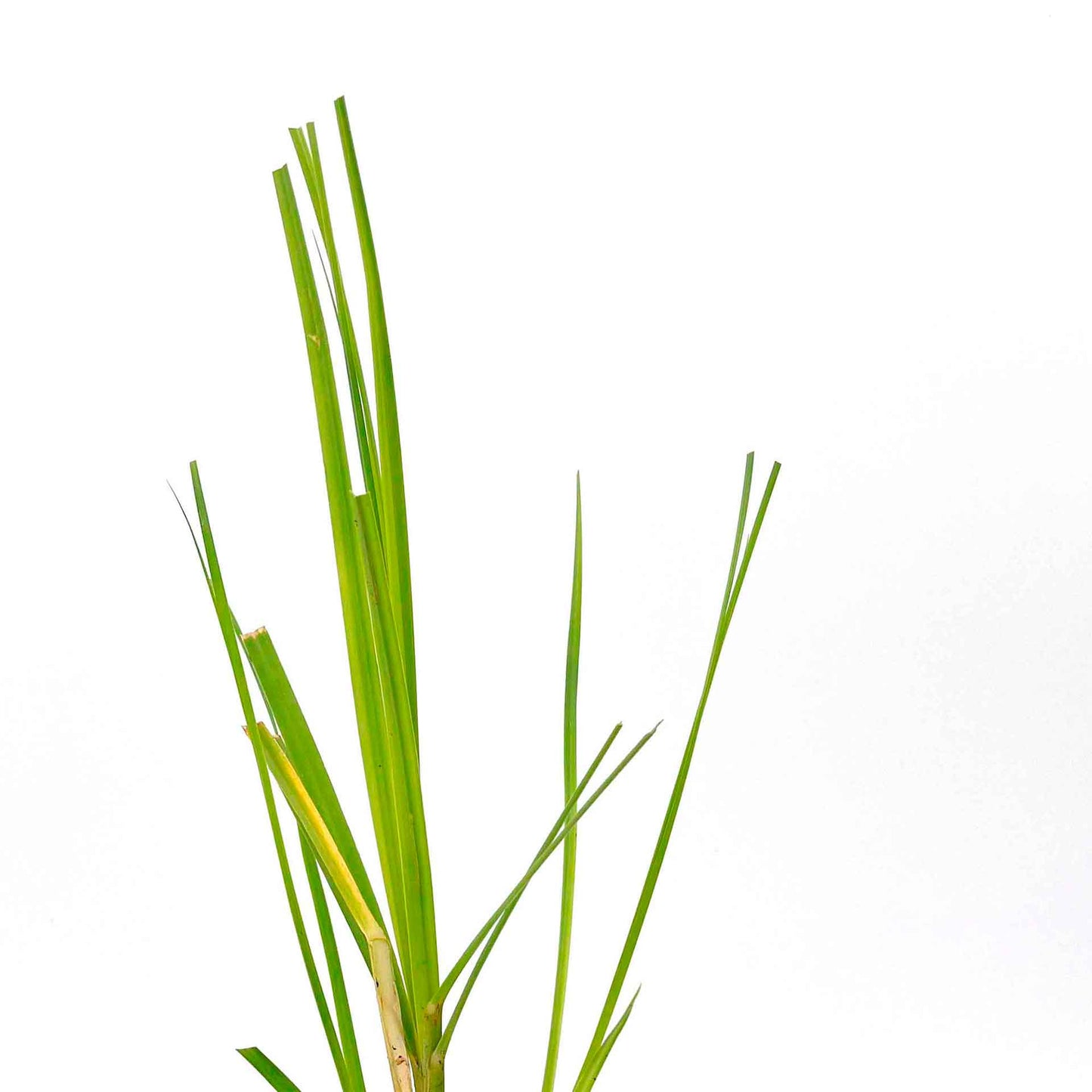 Dwarf White Pampas Grass (Cortaderia selloana ‘Pumila’) in 3.5" Nursery Cubes