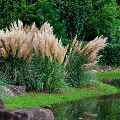 Dwarf White Pampas Grass (Cortaderia selloana ‘Pumila’) in 3.5" Nursery Cubes