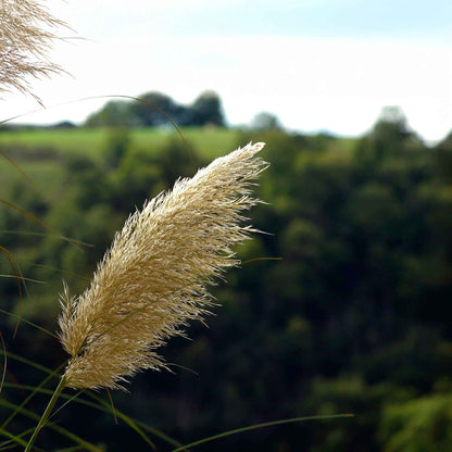 Dwarf White Pampas Grass (Cortaderia selloana ‘Pumila’) in 3.5" Nursery Cubes