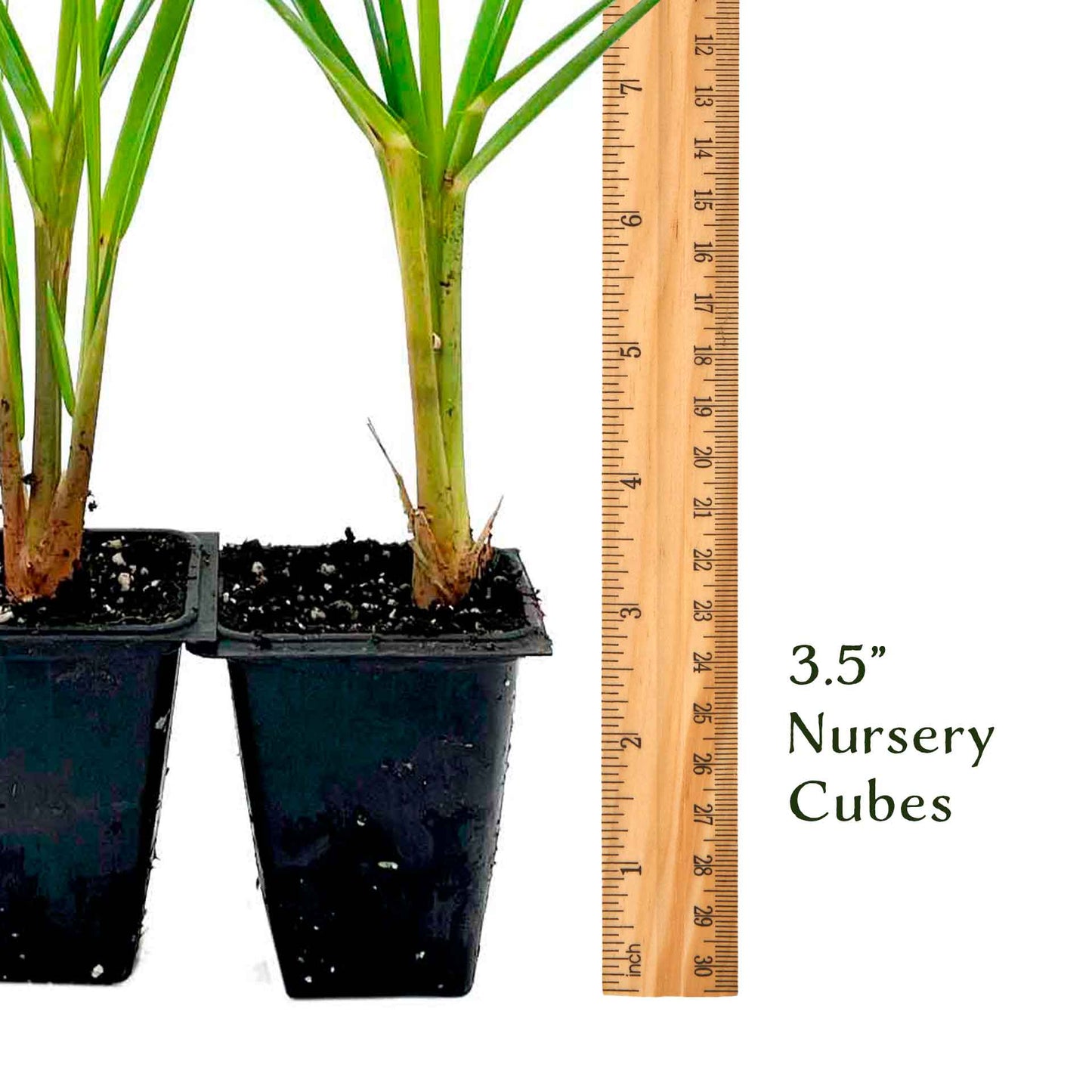 Dwarf White Pampas Grass (Cortaderia selloana ‘Pumila’) in 3.5" Nursery Cubes