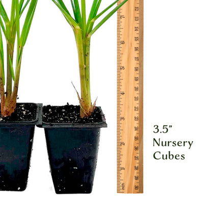 Dwarf White Pampas Grass (Cortaderia selloana ‘Pumila’) in 3.5" Nursery Cubes