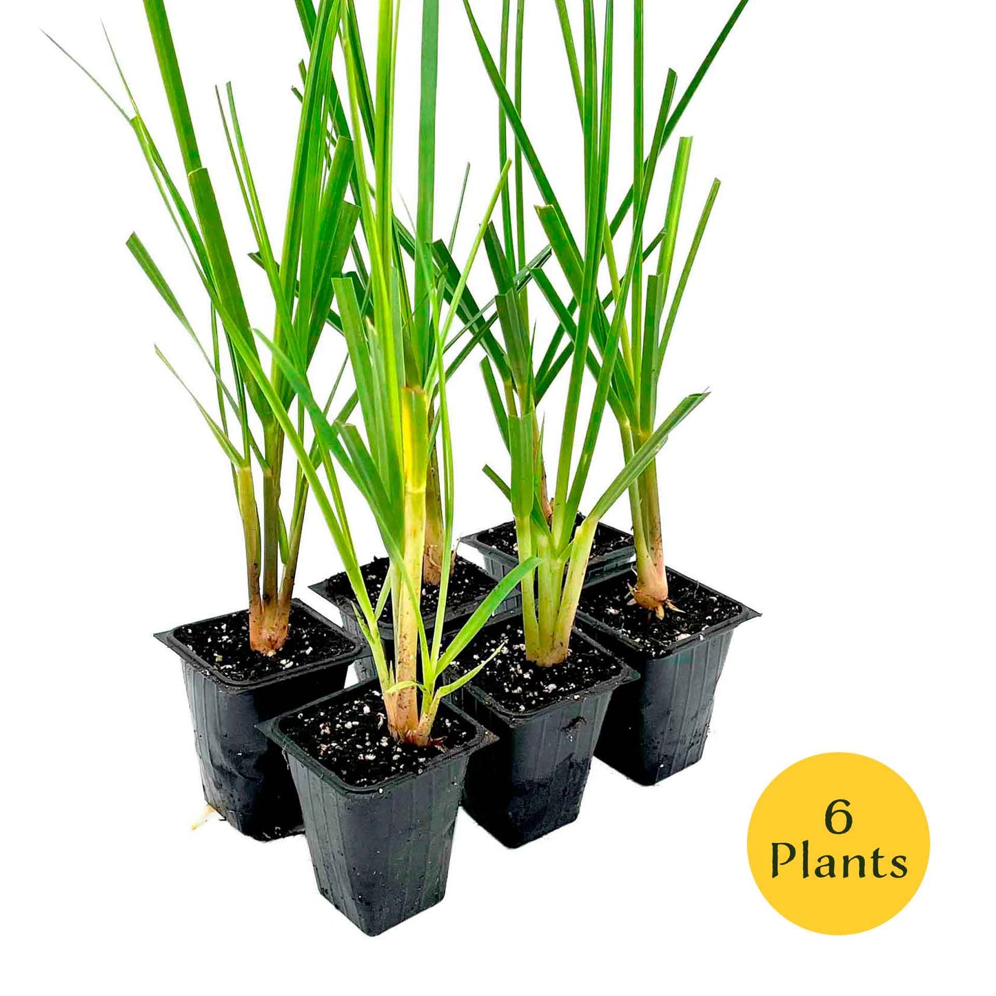Dwarf White Pampas Grass (Cortaderia selloana ‘Pumila’) in 3.5" Nursery Cubes