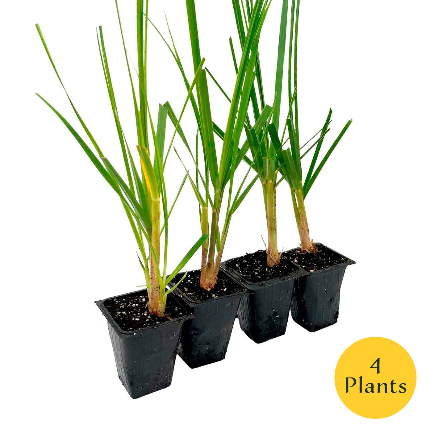 Dwarf White Pampas Grass (Cortaderia selloana ‘Pumila’) in 3.5" Nursery Cubes