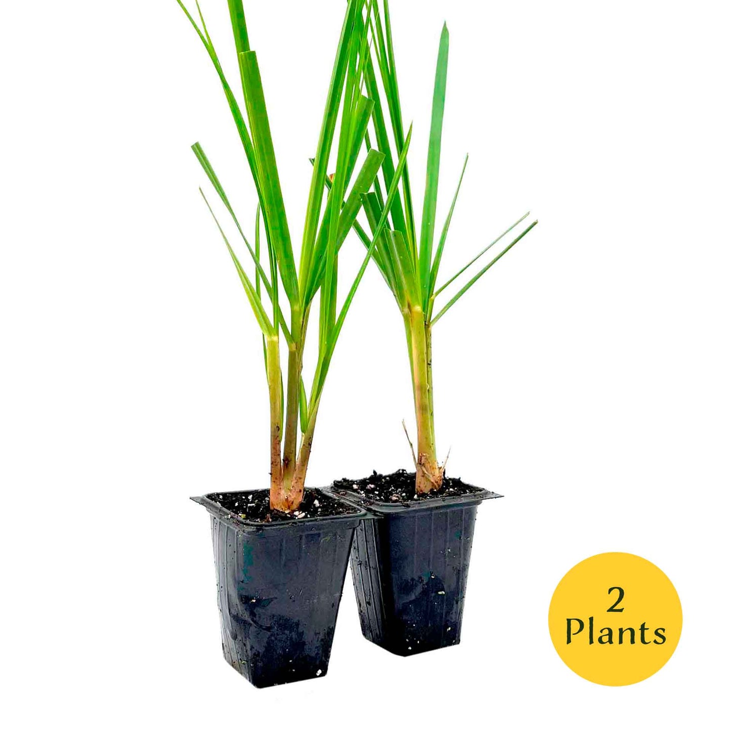 Dwarf White Pampas Grass (Cortaderia selloana ‘Pumila’) in 3.5" Nursery Cubes
