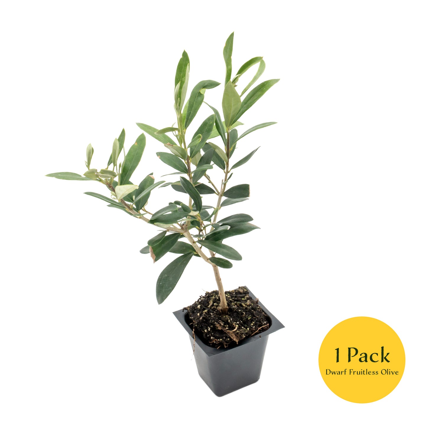 Dwarf Fruitless Olive Tree | Live Sapling in 2.5 Inch Nursery Cube | Olea europaea 'Little Ollie'