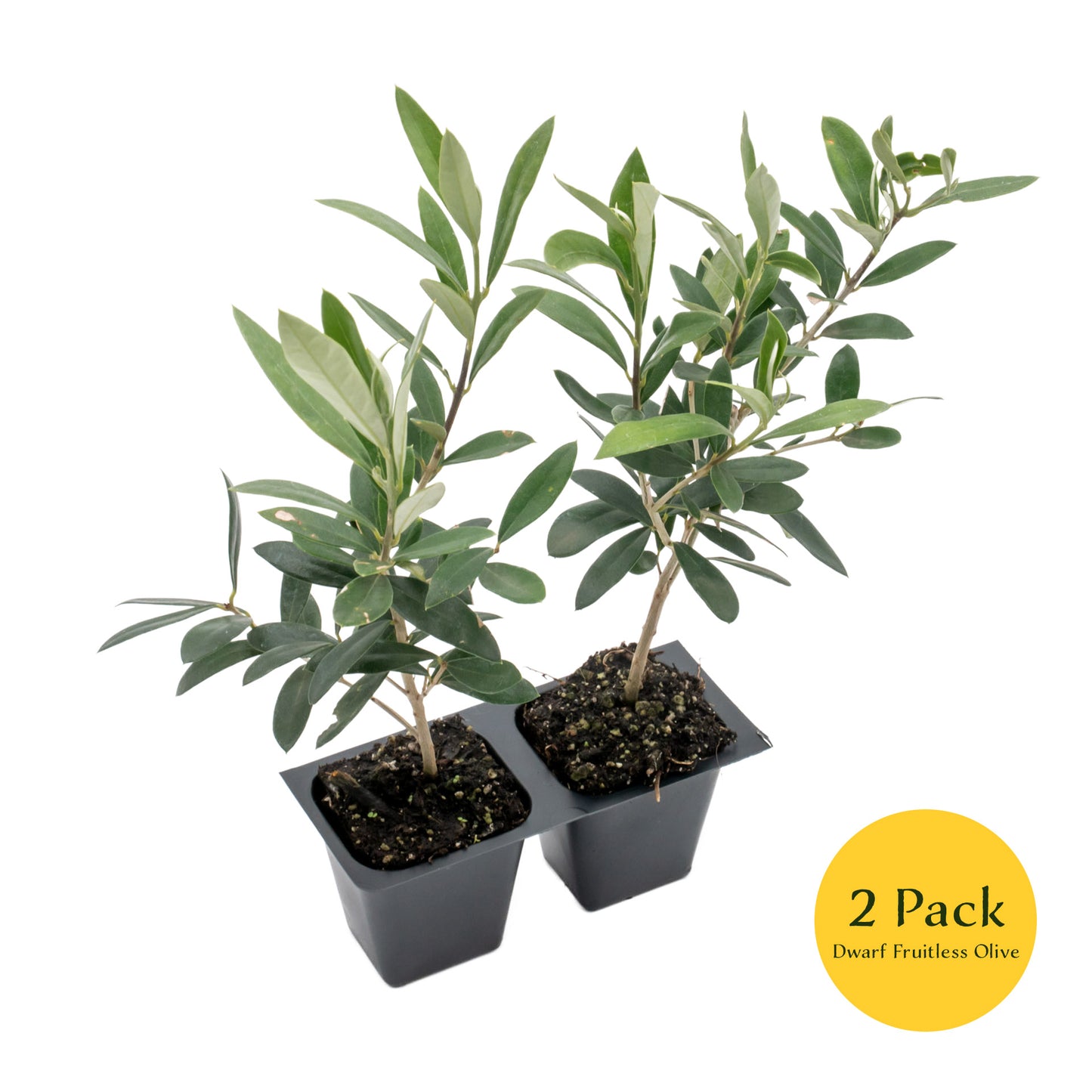 Dwarf Fruitless Olive Tree | Live Sapling in 2.5 Inch Nursery Cube | Olea europaea 'Little Ollie'