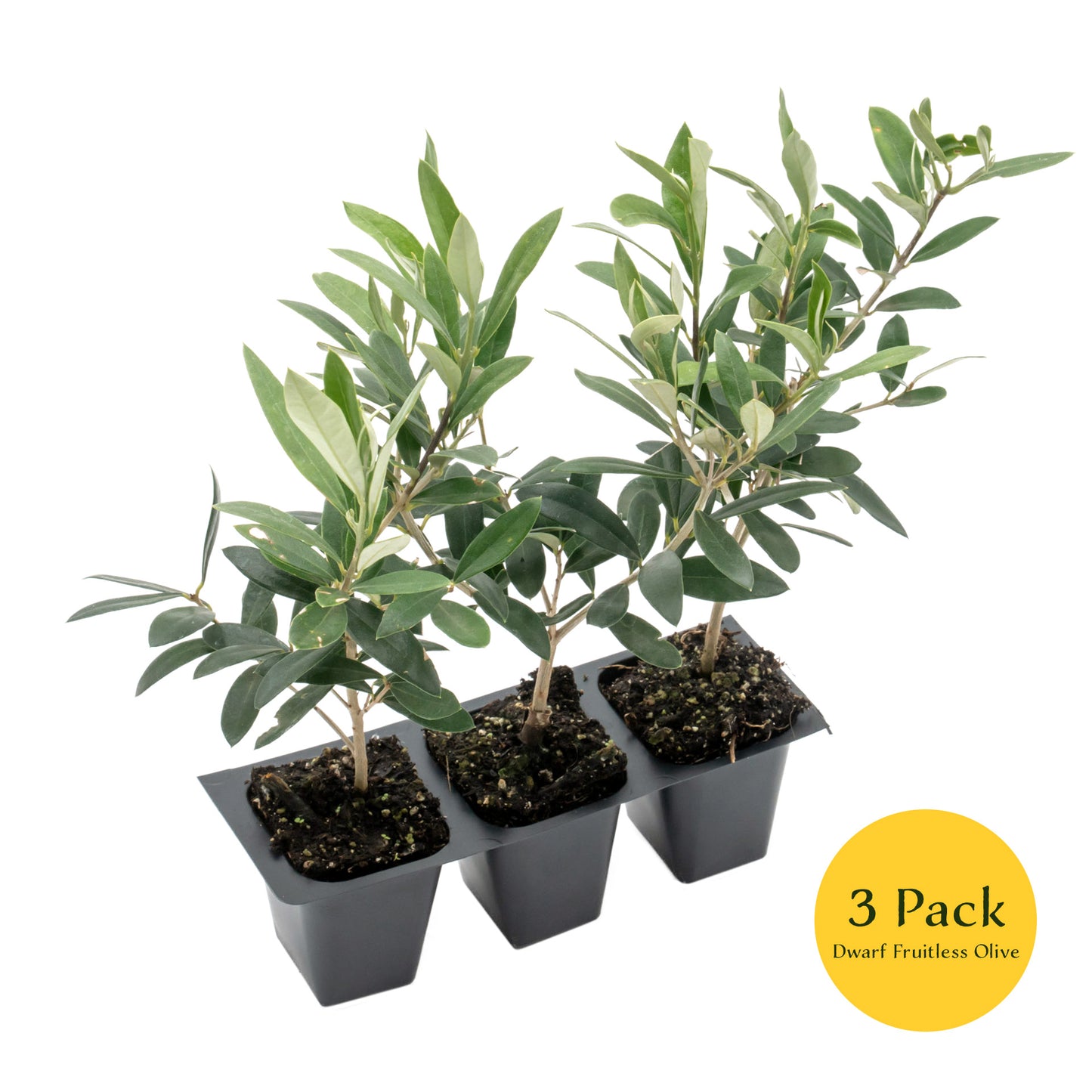 Dwarf Fruitless Olive Tree | Live Sapling in 2.5 Inch Nursery Cube | Olea europaea 'Little Ollie'