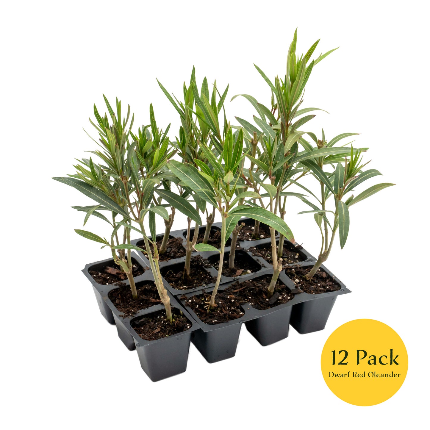 Dwarf Red Oleander | Live Plant in 2.5 Inch Nursery Cube | Nerium Oleander 'Dwarf Red'