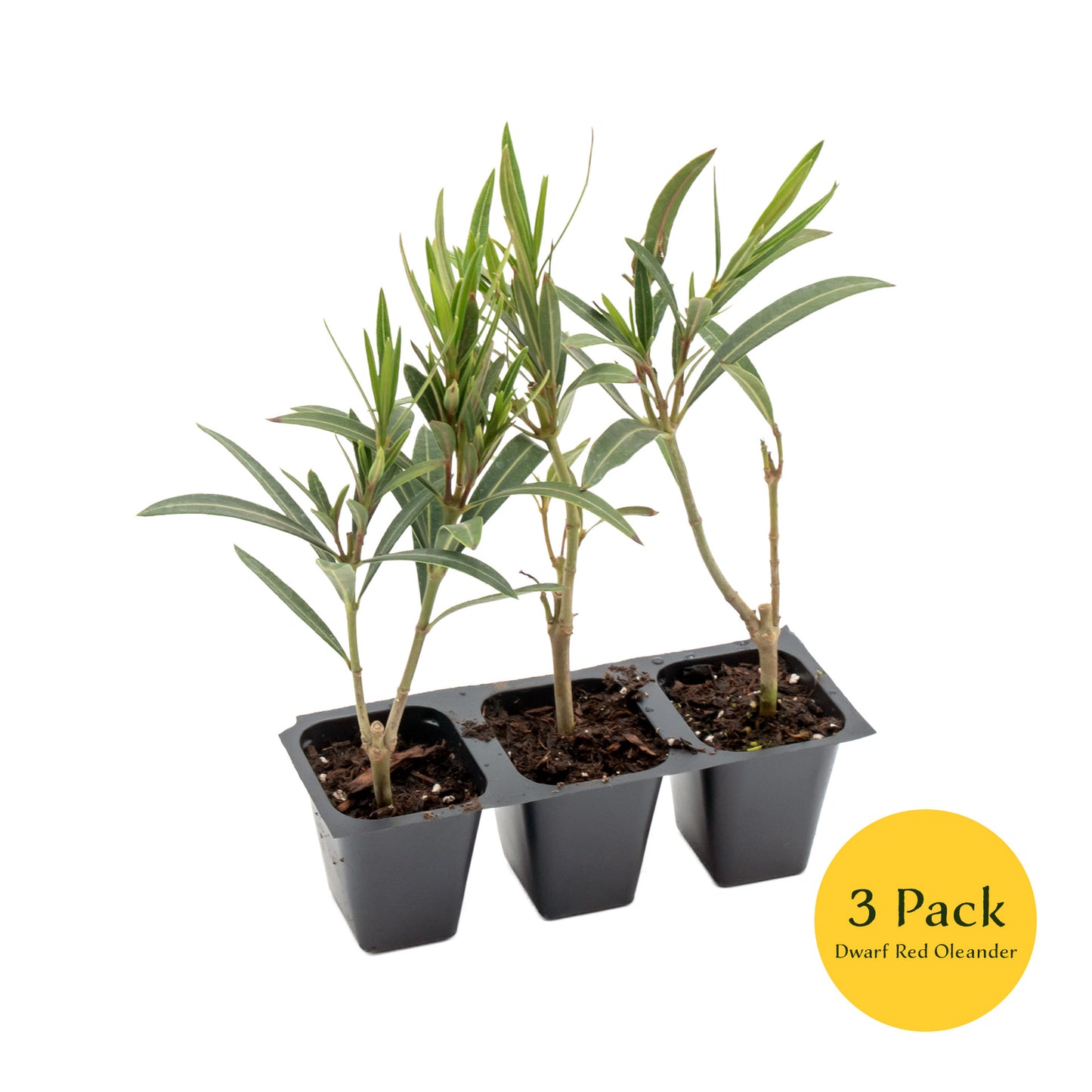 Dwarf Red Oleander | Live Plant in 2.5 Inch Nursery Cube | Nerium Oleander 'Dwarf Red'