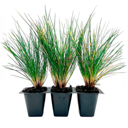 Elijah Blue Fescue Grass (Festuca ovina ‘Elijah Blue’) in 2.5" Nursery Cubes