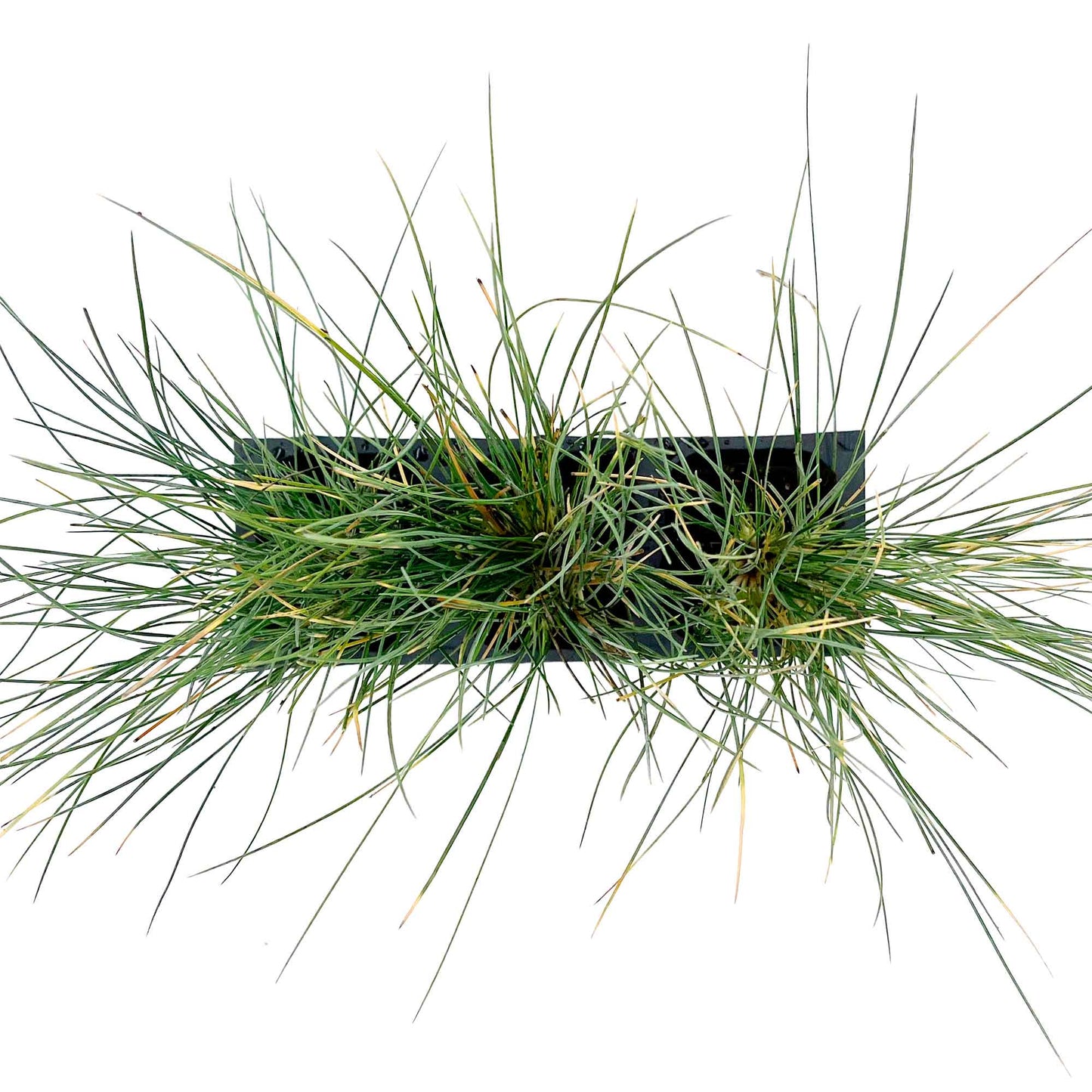 Elijah Blue Fescue Grass (Festuca ovina ‘Elijah Blue’) in 2.5" Nursery Cubes