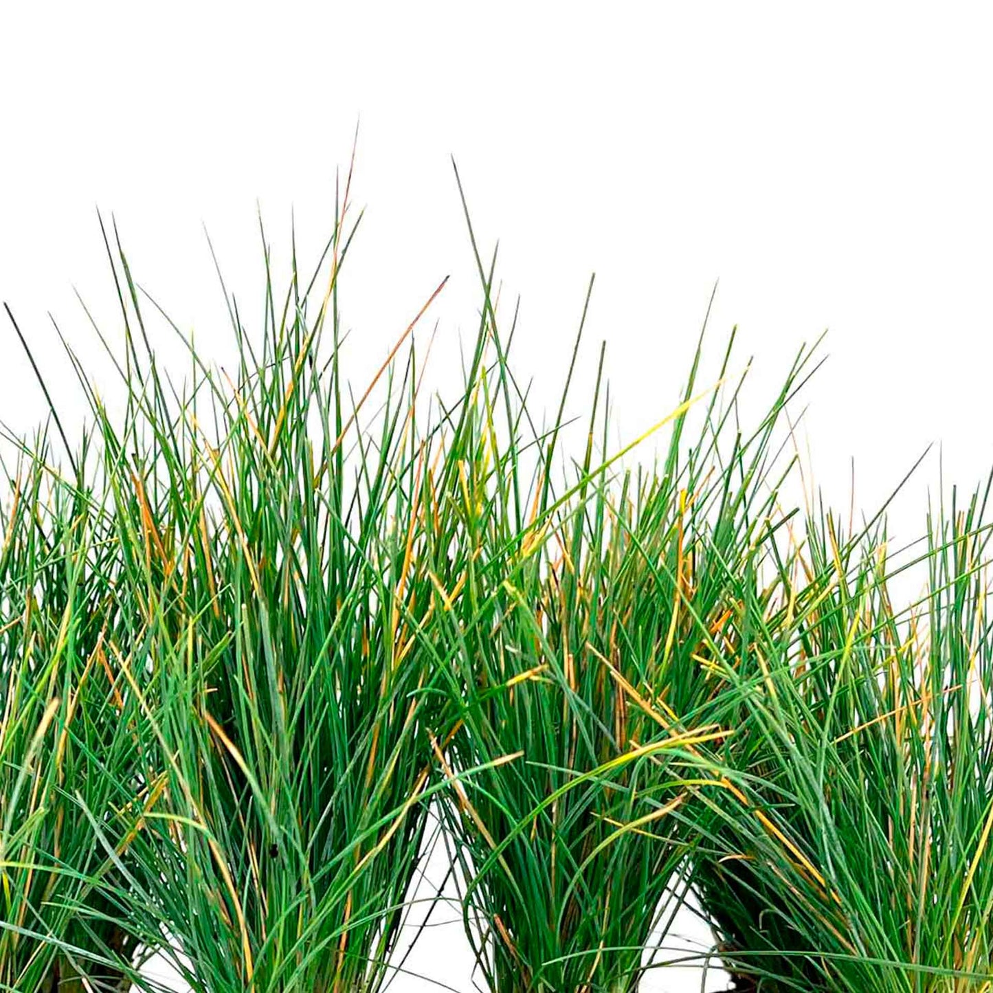 Elijah Blue Fescue Grass (Festuca ovina ‘Elijah Blue’) in 2.5" Nursery Cubes