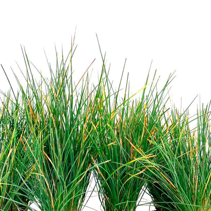 Elijah Blue Fescue Grass (Festuca ovina ‘Elijah Blue’) in 2.5" Nursery Cubes