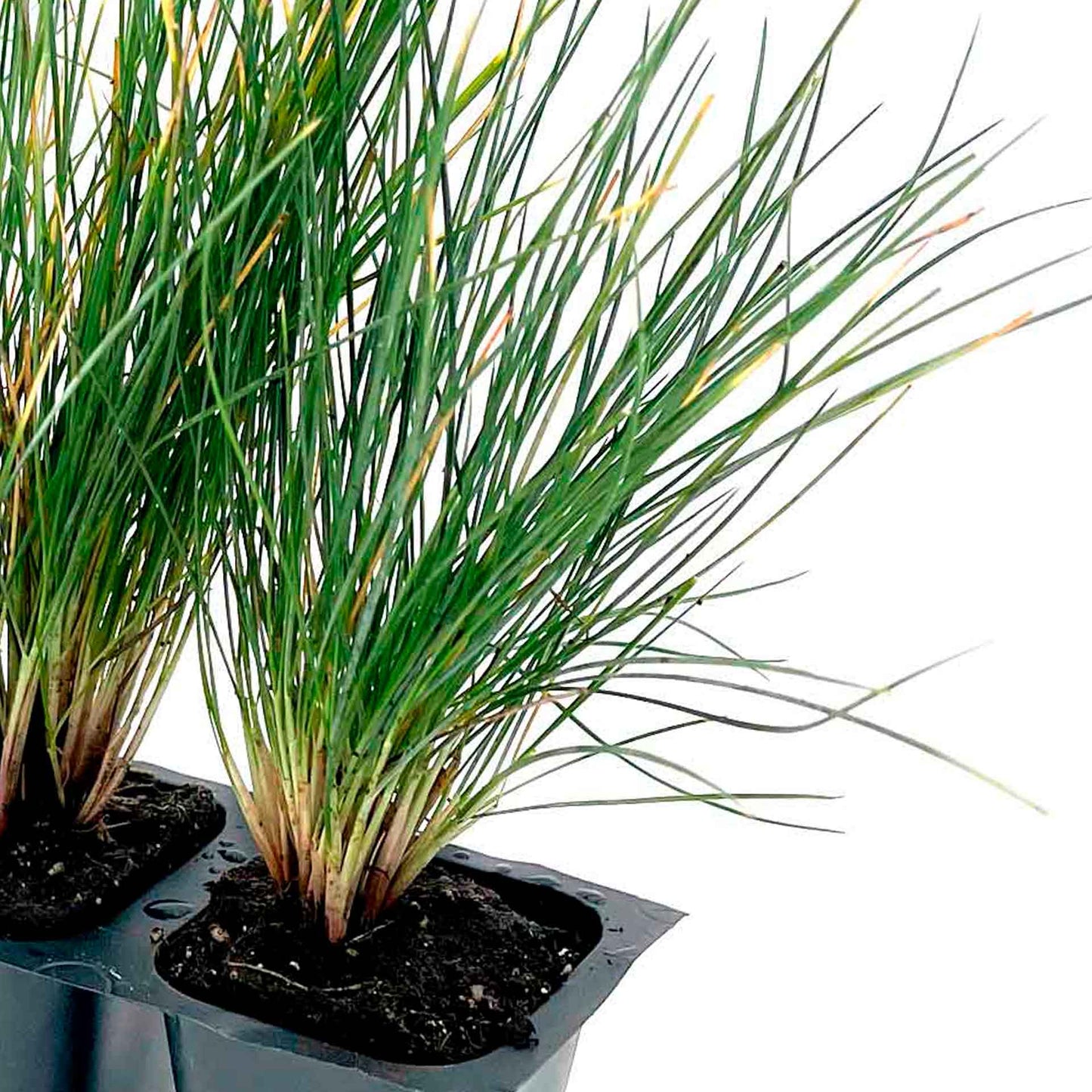 Elijah Blue Fescue Grass (Festuca ovina ‘Elijah Blue’) in 2.5" Nursery Cubes