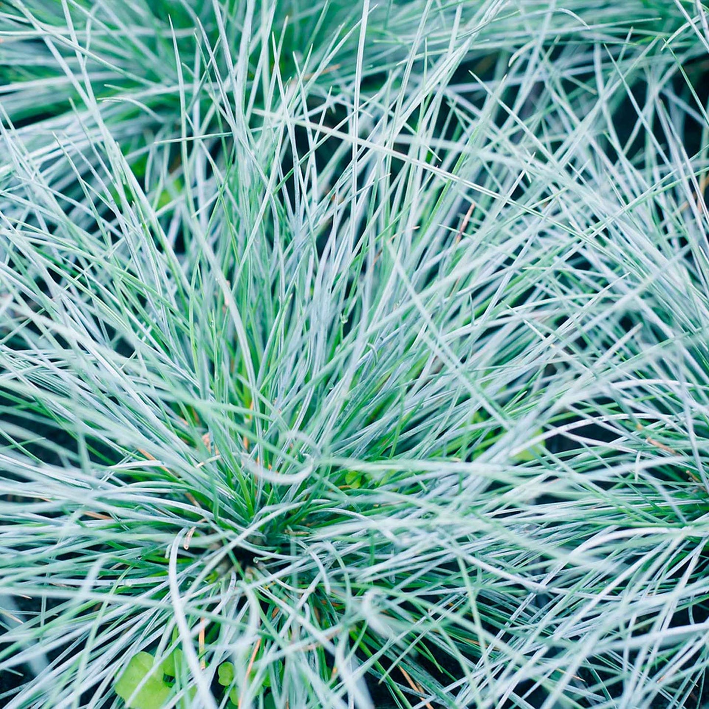 Elijah Blue Fescue Grass (Festuca ovina ‘Elijah Blue’) in 2.5" Nursery Cubes