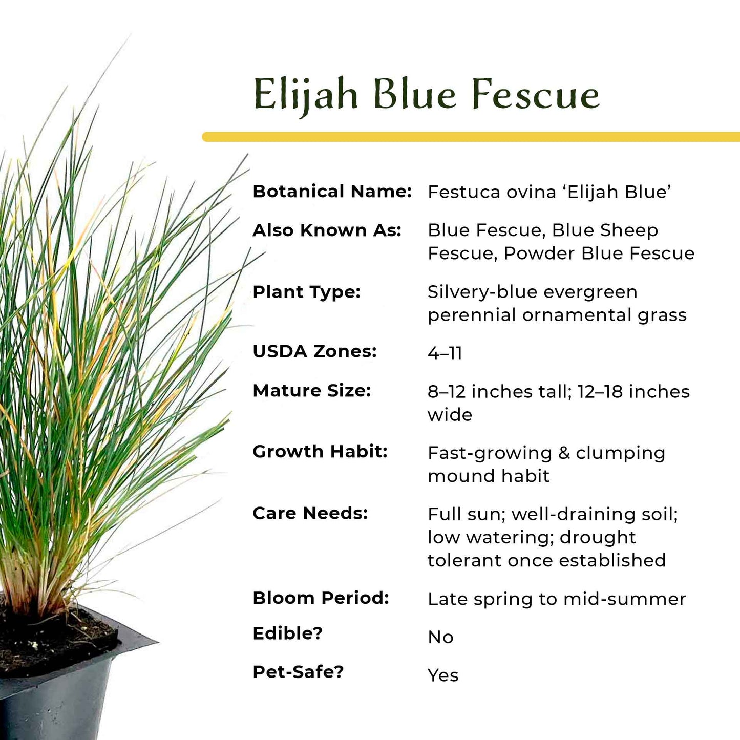Elijah Blue Fescue Grass (Festuca ovina ‘Elijah Blue’) in 2.5" Nursery Cubes