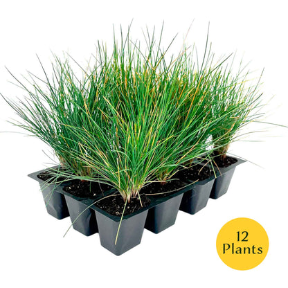Elijah Blue Fescue Grass (Festuca ovina ‘Elijah Blue’) in 2.5" Nursery Cubes