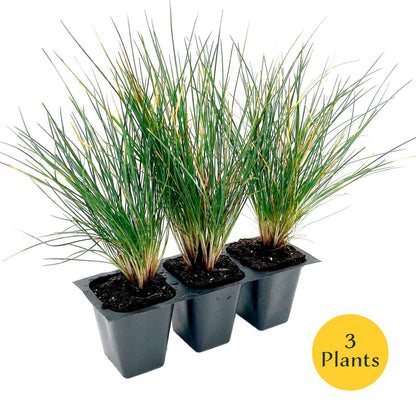 Elijah Blue Fescue Grass (Festuca ovina ‘Elijah Blue’) in 2.5" Nursery Cubes