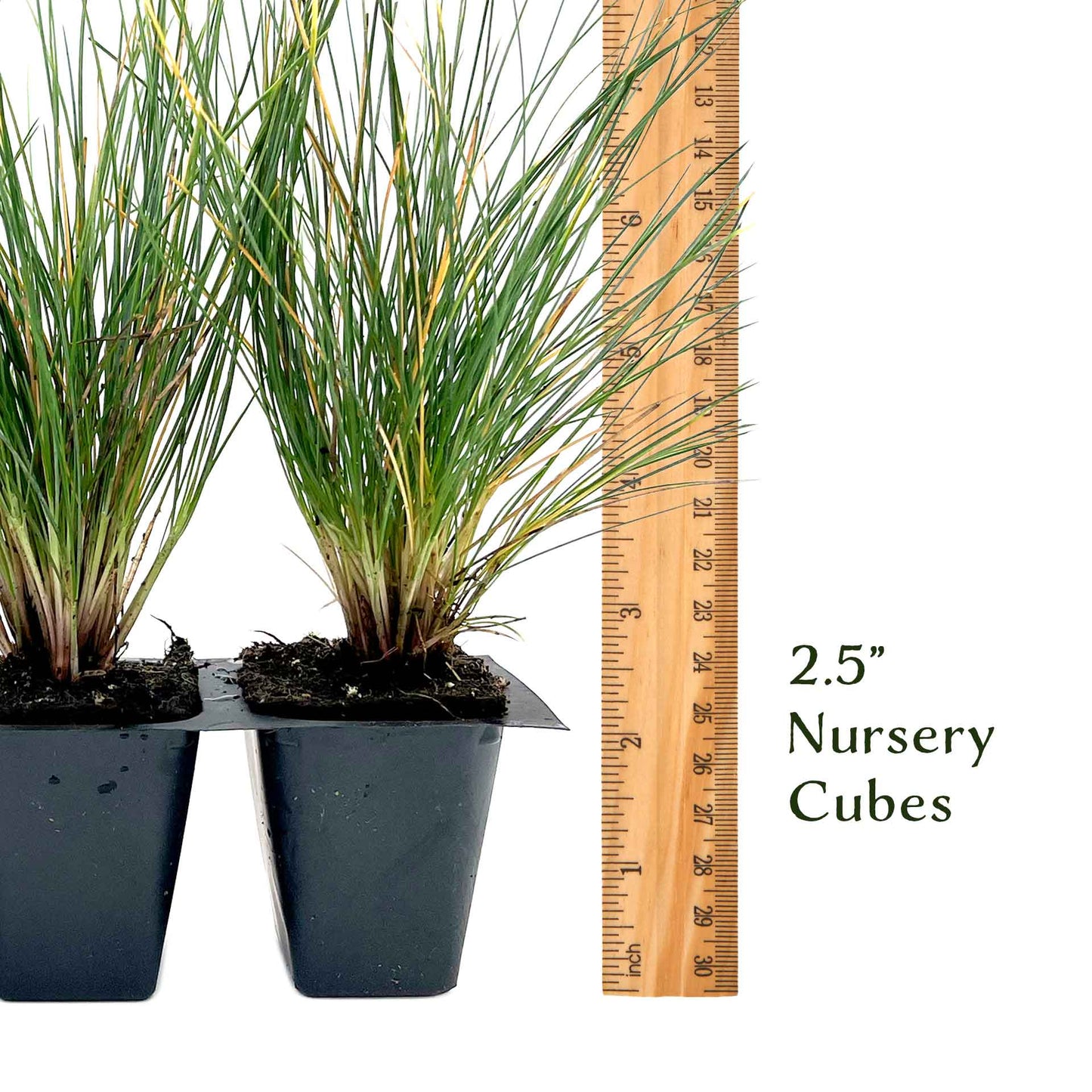 Elijah Blue Fescue Grass (Festuca ovina ‘Elijah Blue’) in 2.5" Nursery Cubes
