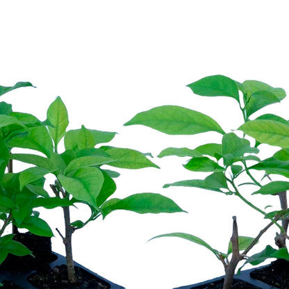Elizabeth Angus Bougainvillea (Bougainvillea 'Elizabeth Angus') in 2.5" Nursery Cubes