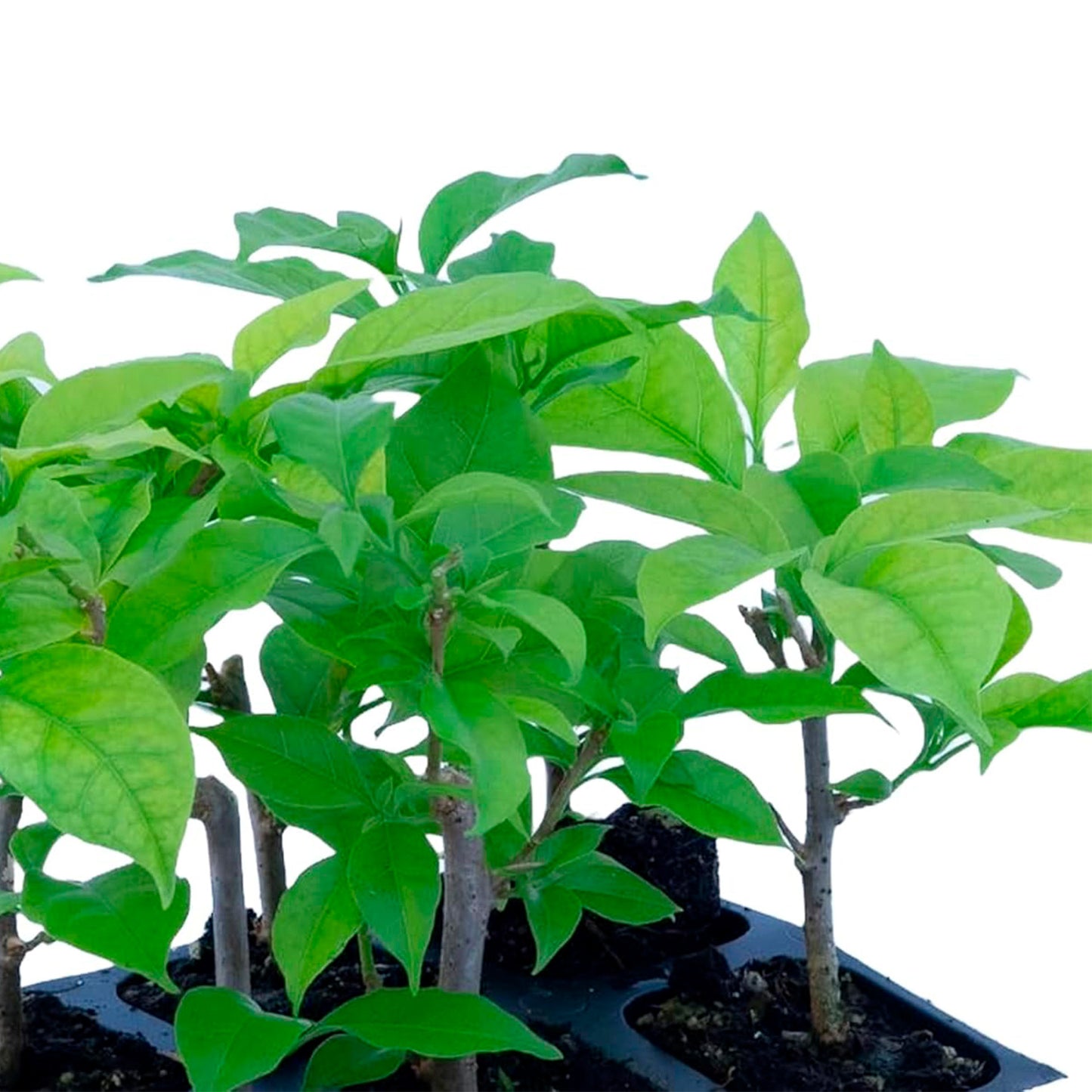 Elizabeth Angus Bougainvillea (Bougainvillea 'Elizabeth Angus') in 2.5" Nursery Cubes