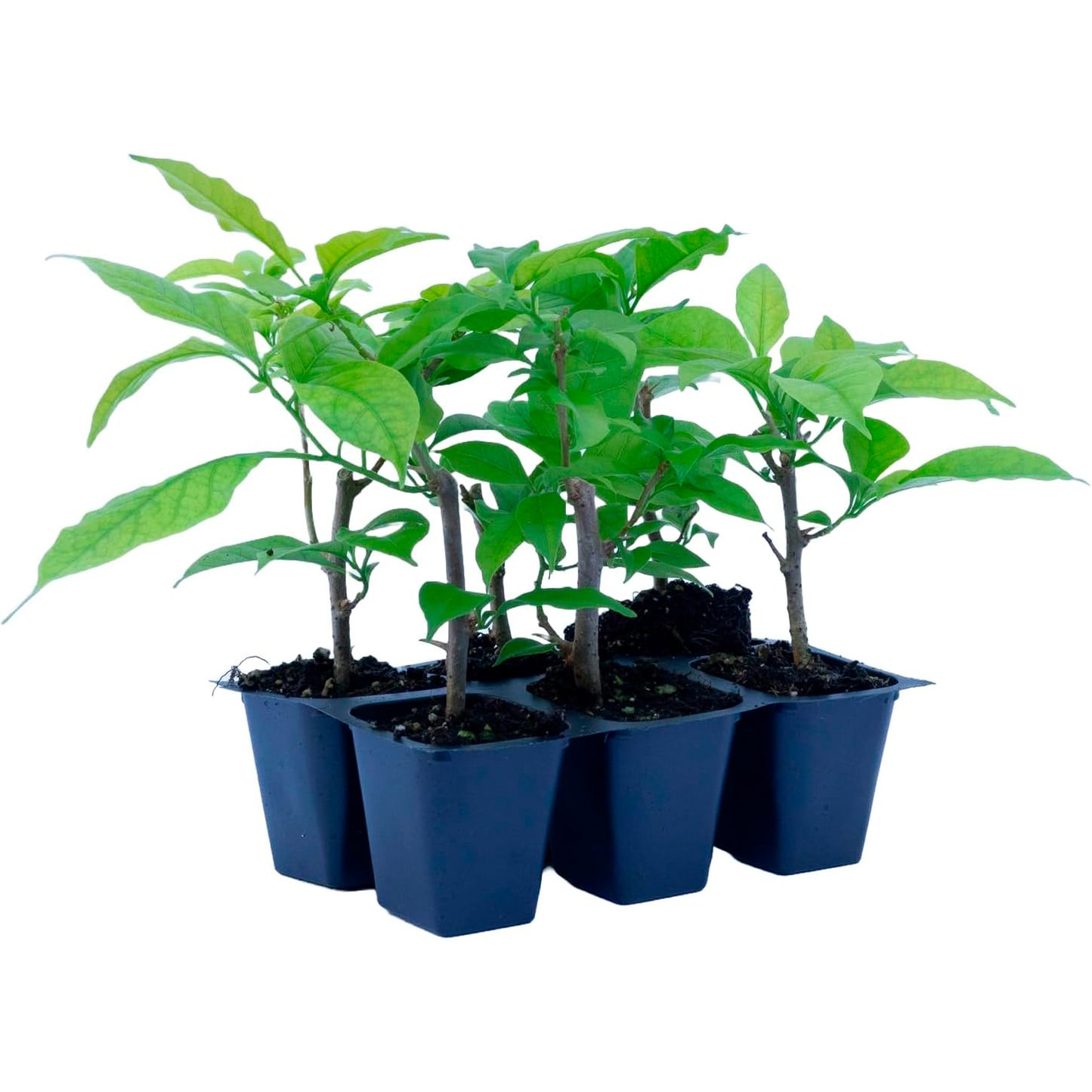 Elizabeth Angus Bougainvillea (Bougainvillea 'Elizabeth Angus') in 2.5" Nursery Cubes