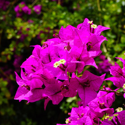 Elizabeth Angus Bougainvillea (Bougainvillea 'Elizabeth Angus') in 2.5" Nursery Cubes